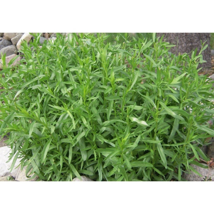 Эстрагон тархун