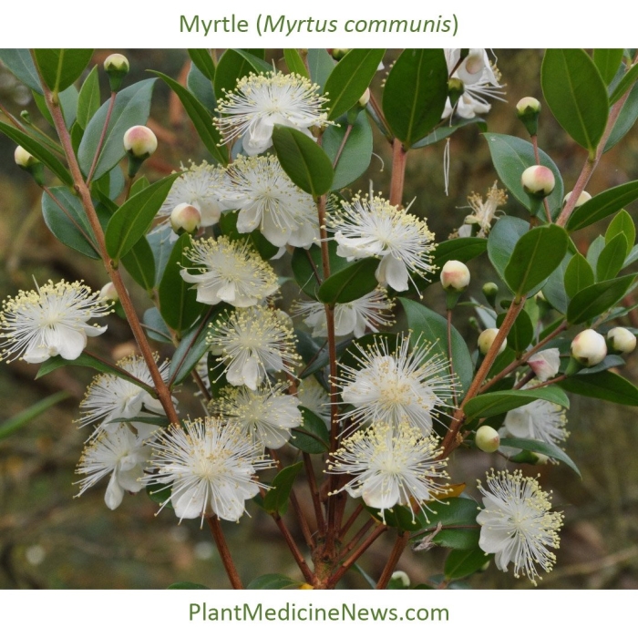 Мирт коммунис