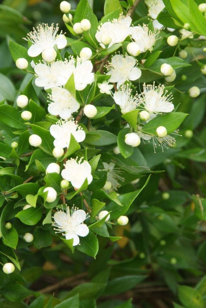 Цветок мирт