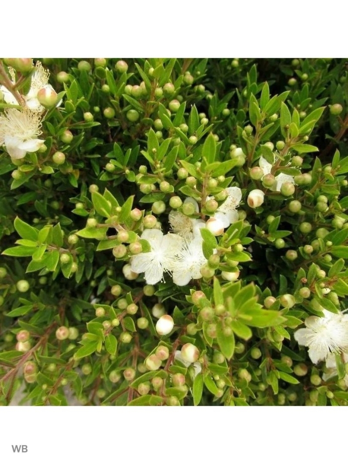 Мирт myrtus communis