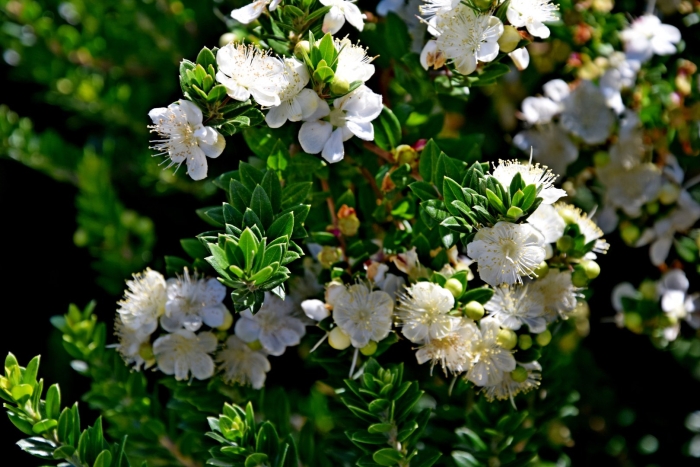 Мирт коммунис