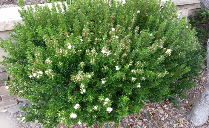 Myrtus communis