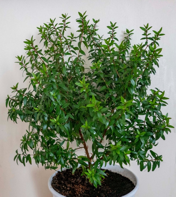 Миртовое дерево приметы