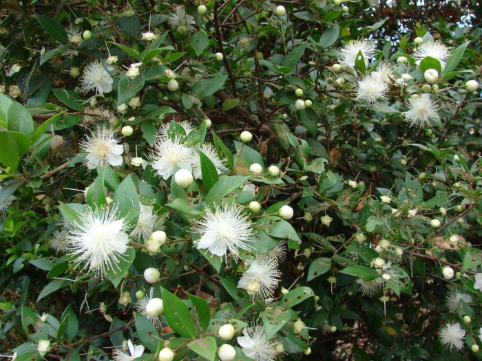 Мирт myrtus communis