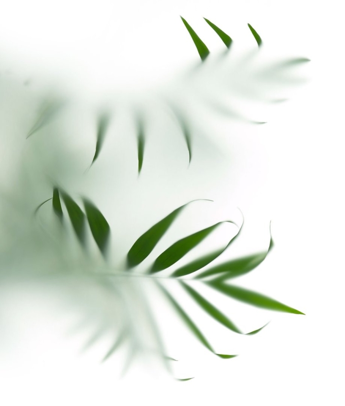 Листья пальмы за стеклом