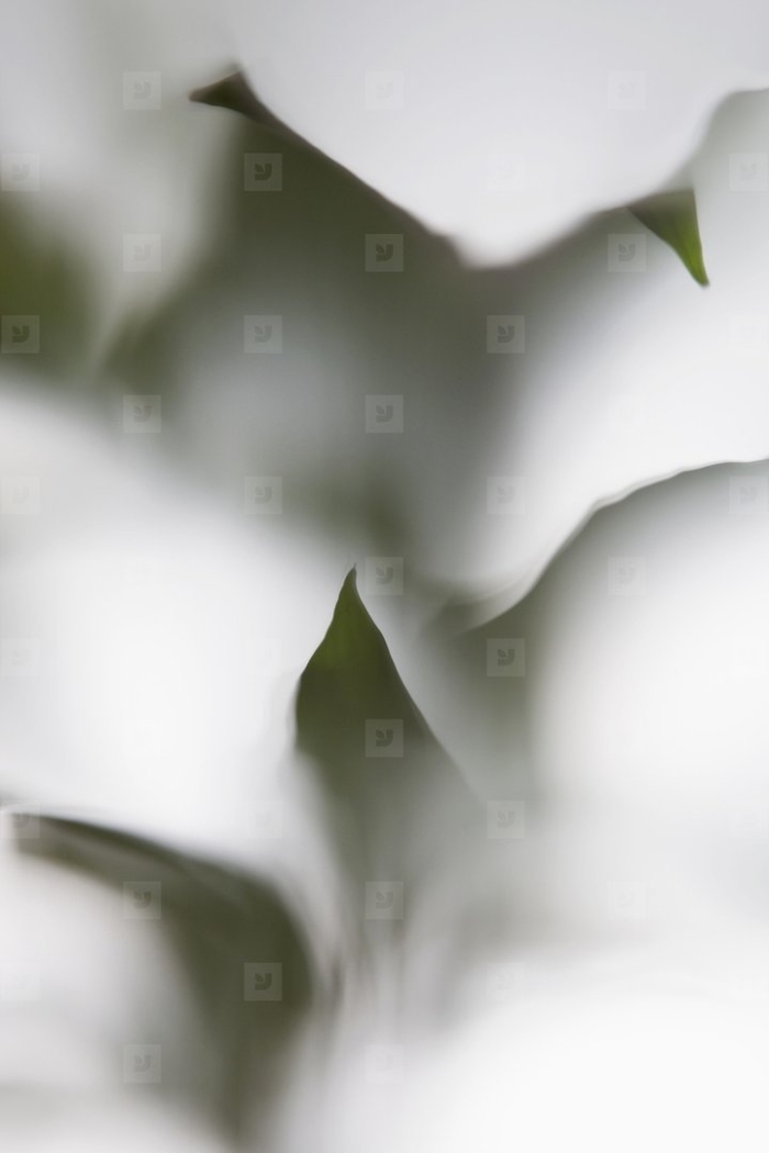 Цветок белый