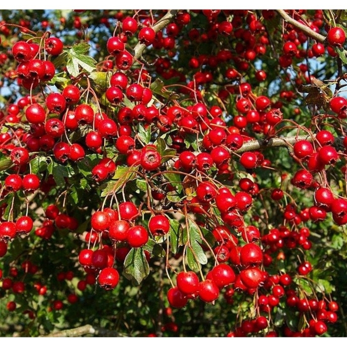 Боярышник арнольда crataegus arnoldiana