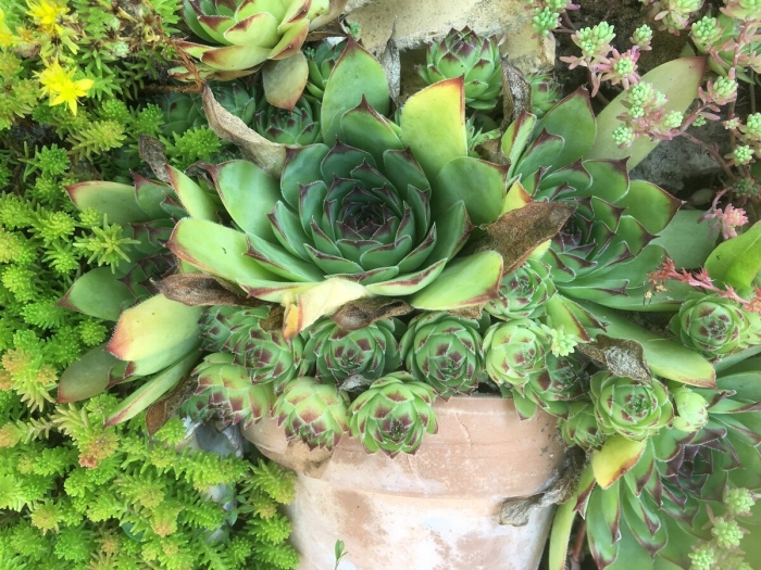 Молодило каменная роза