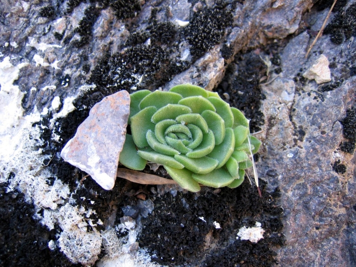 Молодило каменная роза