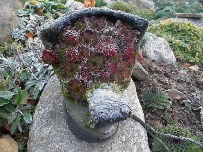 Альпийская горка с каменной розой молодило