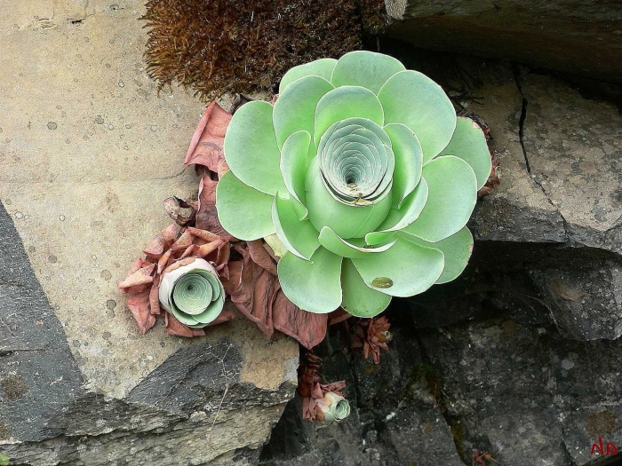 Эхеверия каменная роза суккуленты