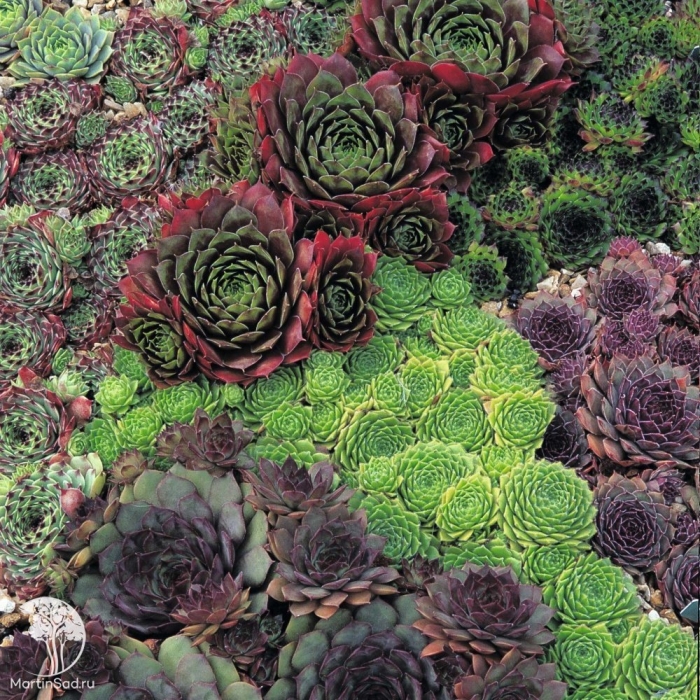 Молодило sempervivum