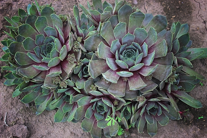 Молодило sempervivum 'othello'