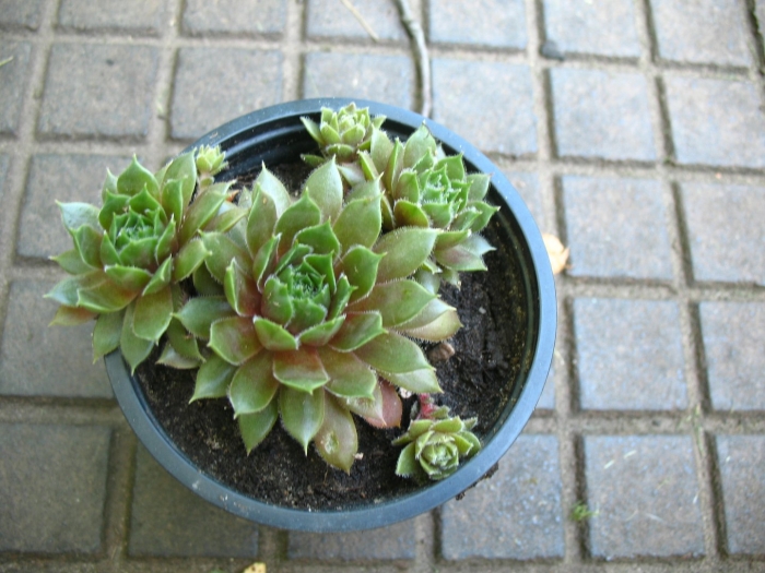 Каменная роза в горшке