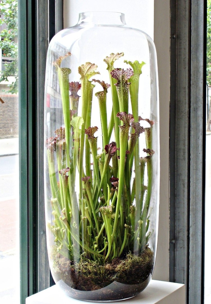 Саррацения во флорариуме