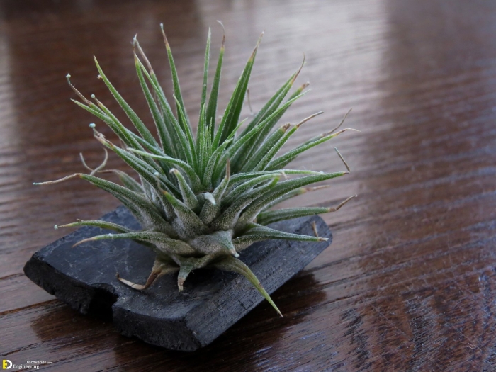 Цветок без корней тилландсия