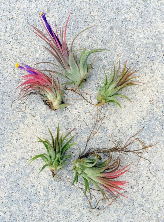 Тилландсия ionantha