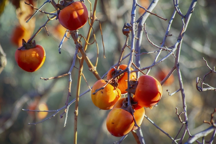 Хурма хиакуме королёк