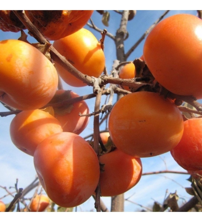 Хурма янтарная гигант