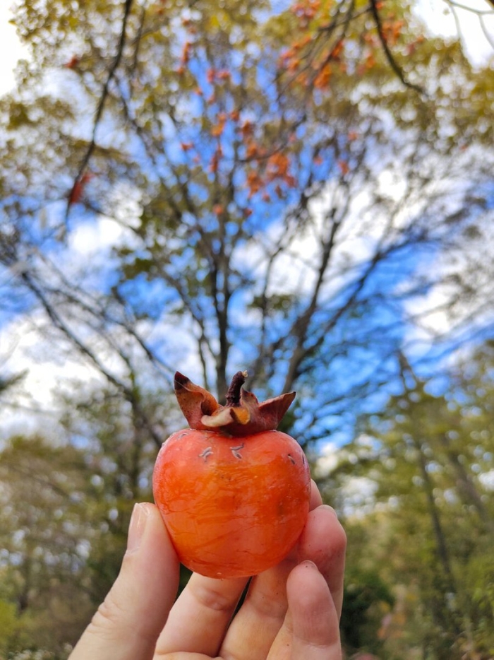 Хурма шиш бурун