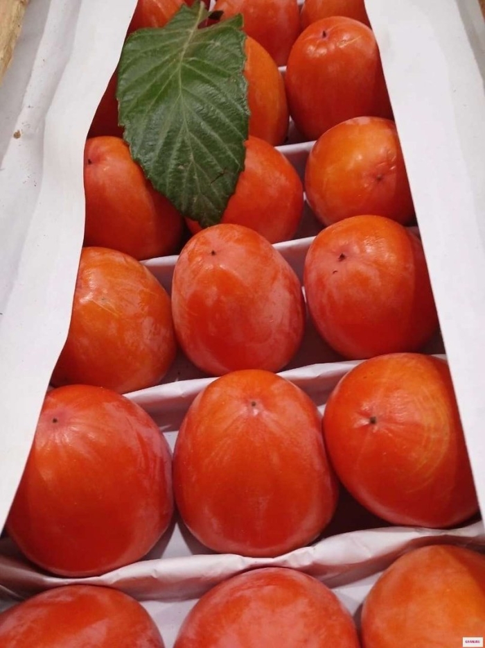 Хурма шишбурун