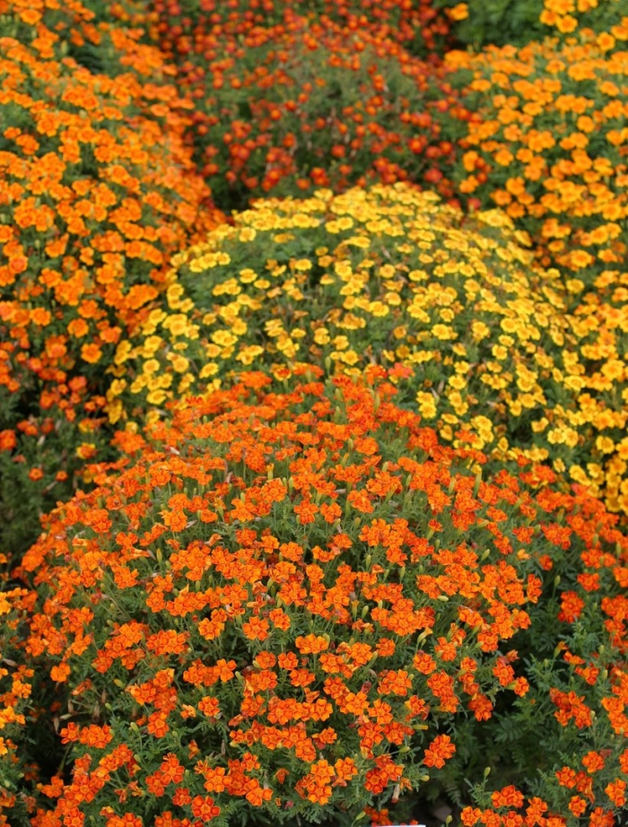 Бархатцы тонколистные мимимикс