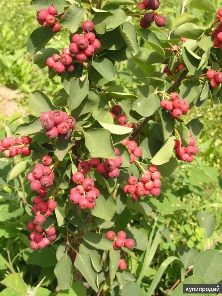 Плодовый кустарник ирга