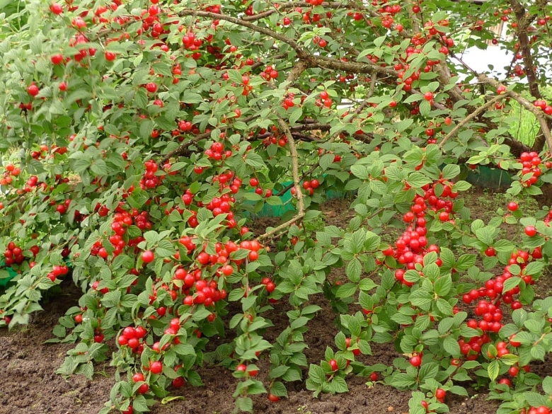 Вишня войлочная Натали куст