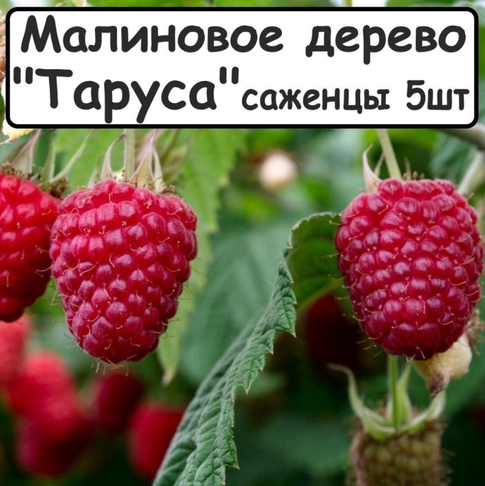 Саженцы малиновое дерево таруса