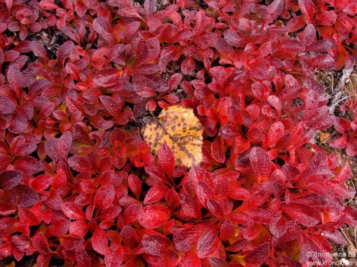 Арктоус альпийский