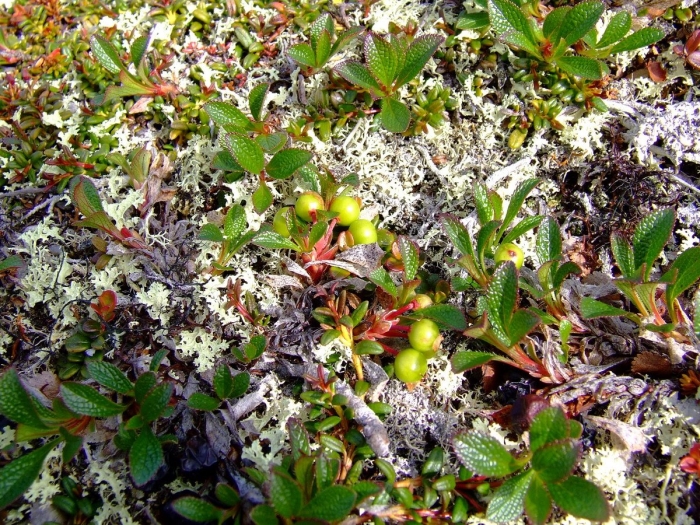 Толокнянка обыкновенная в тундре
