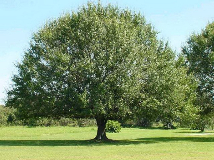 Лавр благородный дерево