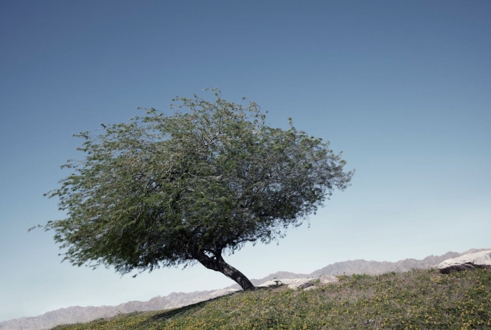 Дерево гаркад иудейское