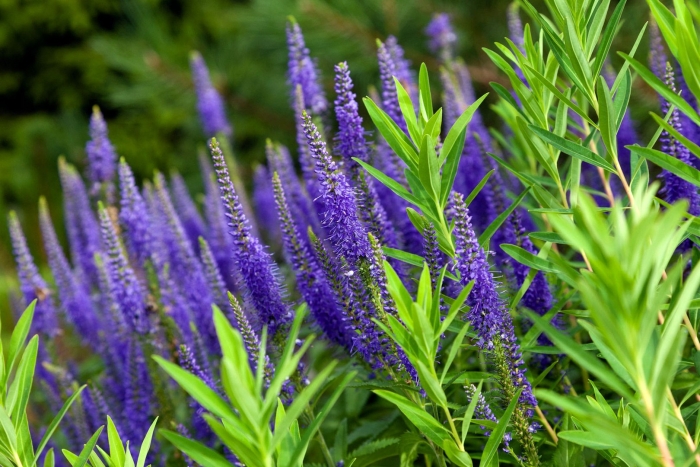 Вероника длиннолистная блауризин