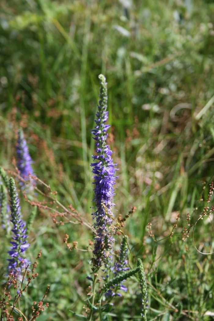 Veronica spicata