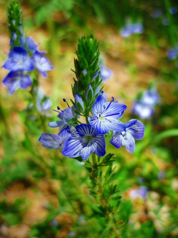 Вероника австрийская 'knallblau'