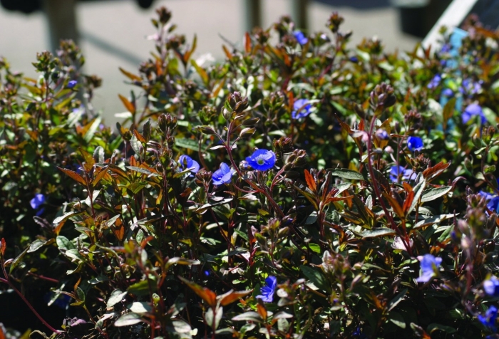 Верония бухарская