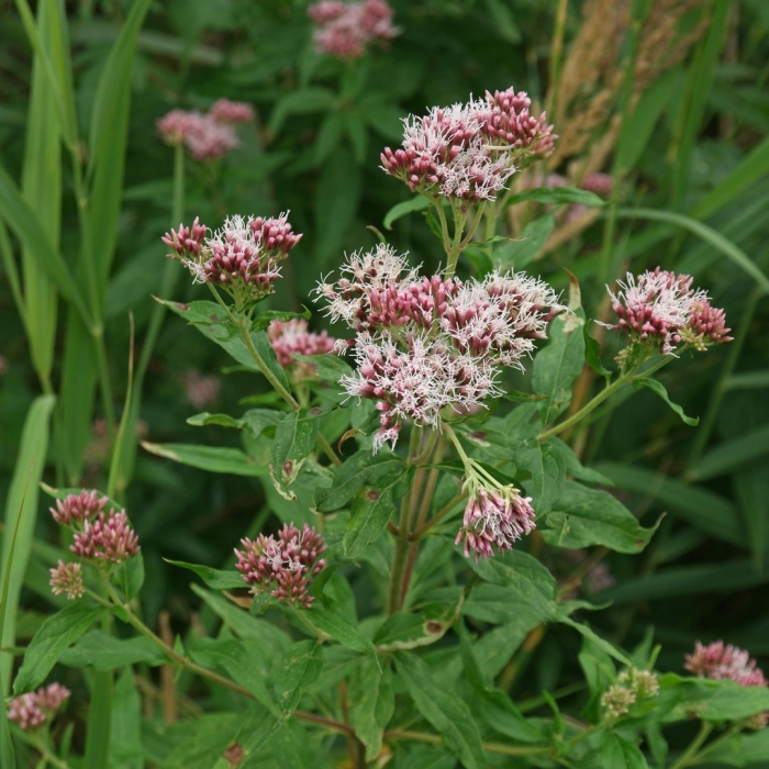 Eupatorium cannabinum