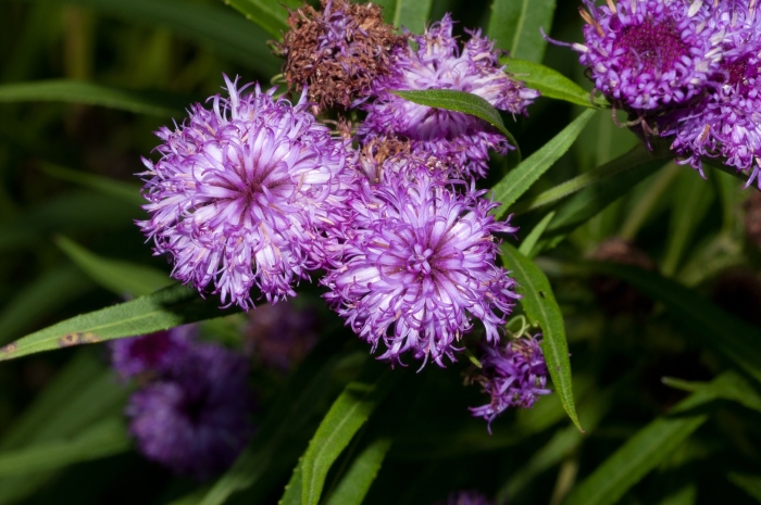 Vernonia noveboracensis