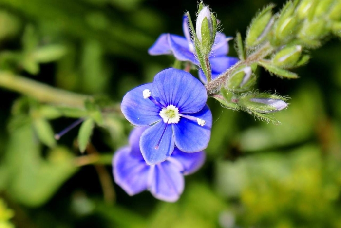 Вероника дубравная veronica chamaedrys