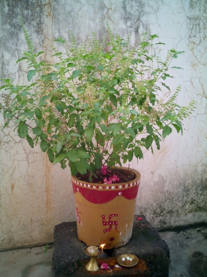 Тулси базилик священный