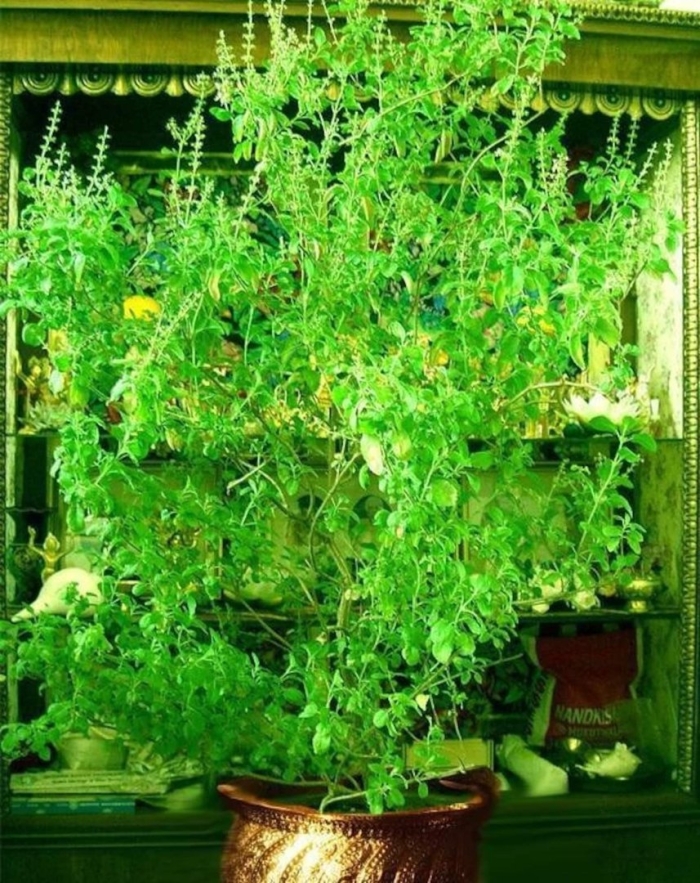 Туласи растение