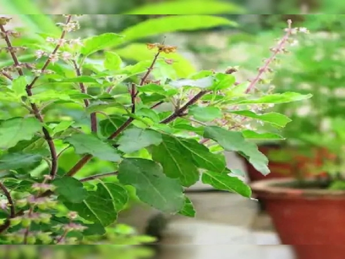 Базилик туласи