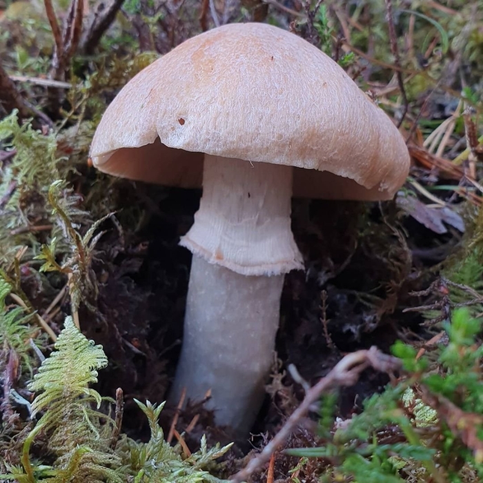 Поганка бледная гриб