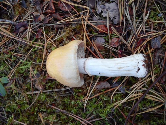 Колпак кольчатый cortinarius caperatus