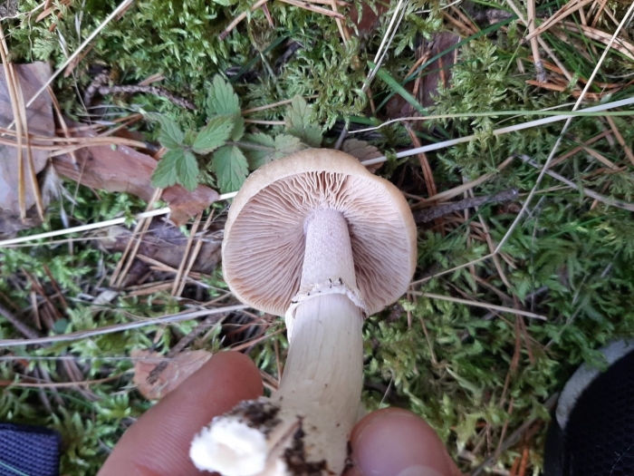 Колпак кольчатый гриб