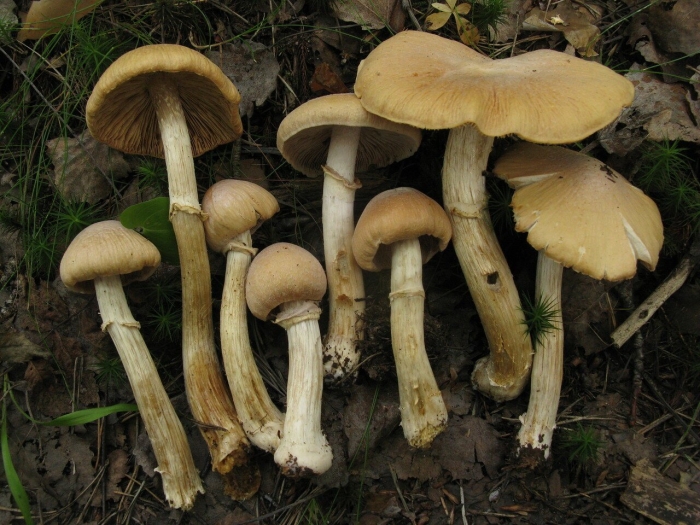 Феолепиота золотистая чешуйчатка