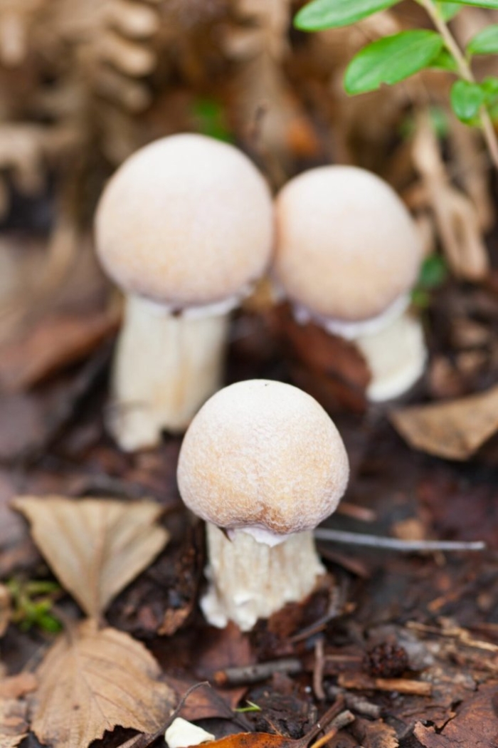 Колпак кольчатый cortinarius caperatus