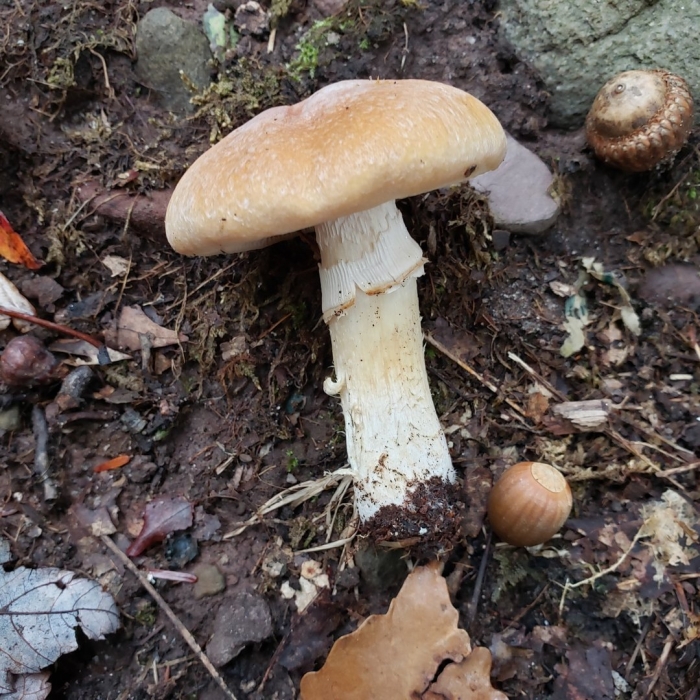 Гриб паутинник