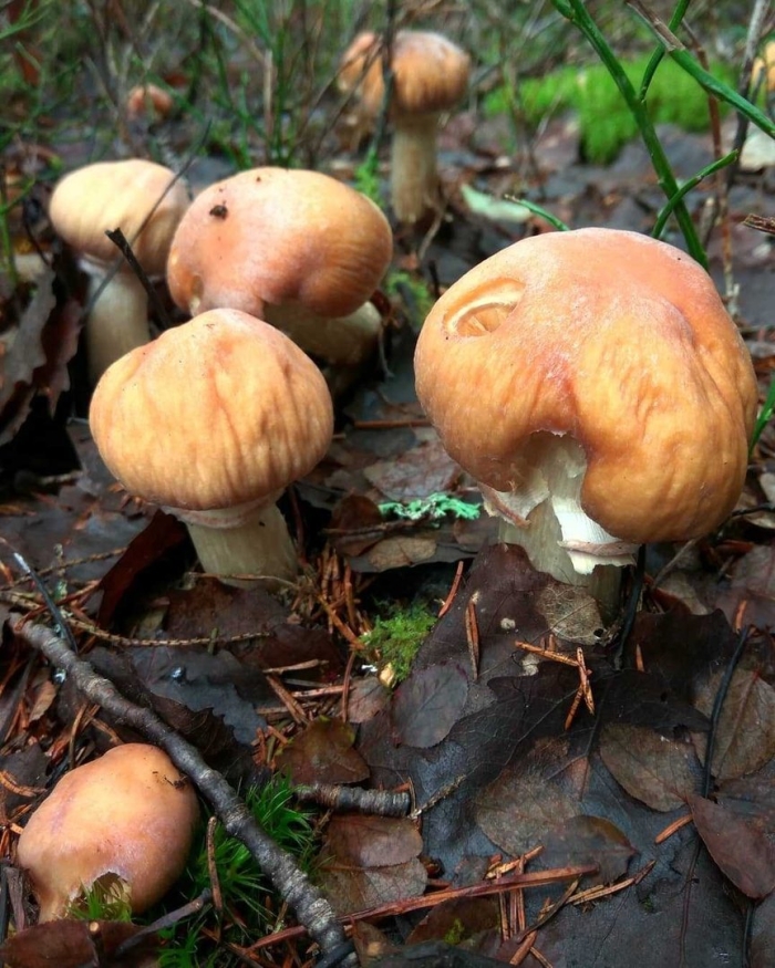 Паутинник триумфальный гриб